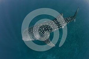 A whale shark below the surface on a coral reef in the waters of the Maldives
