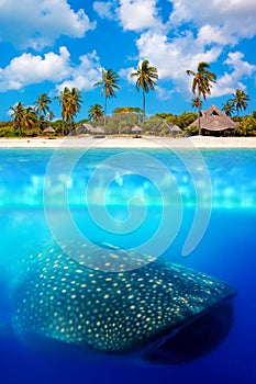 Whale shark below