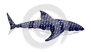 Whale shark. Big dangerous marine predator. Underwater sea animal. Vector illustration of Marine wildlife