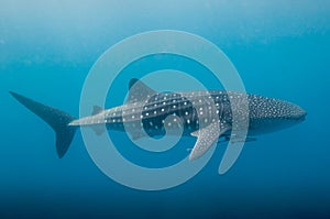 whale shark in the blue