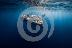 Whale shark in blue ocean. Giant fish swimming in open ocean near Sumbawa