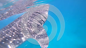 Whale shark on the blue sea from Philippines.