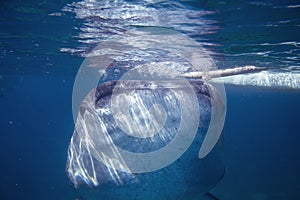 Whale shark in blue sea water. Whale shark closeup eating plankton by sea water surface.