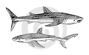 Whale shark and Blue shark. Marine predator animal. Sea life. Hand drawn vintage engraved sketch. Ocean fish. Vector