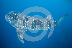 Whale Shark in Blue Water