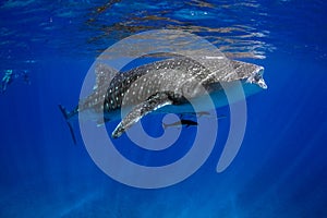 Whale Shark Blue water photo