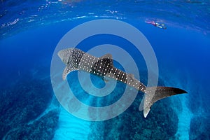 Whale Shark Blue water photo