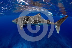 Whale Shark Blue water
