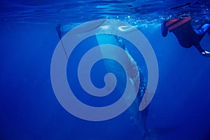 Whale shark and boat underwater photo. Whale shark closeup by sea water surface.