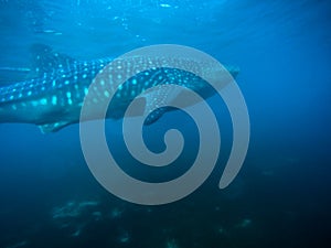 Whale shark Cebu