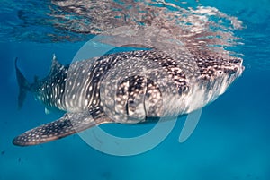 Whale shark in clear water