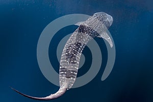 Whale Shark close encounter in west papua cenderawasih bay