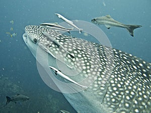 Whale shark close-up shot, whale shark surrounded by fish