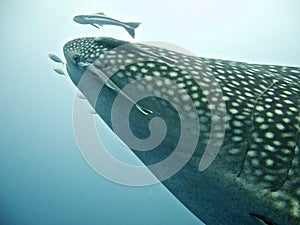 Whale shark close-up shot, whale shark surrounded by fish