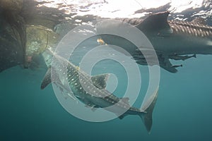 Whale Shark close up underwater portrait