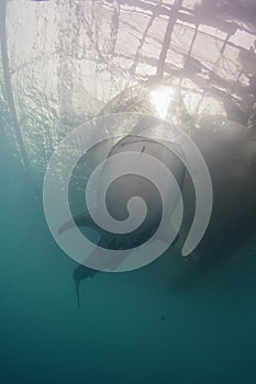 Whale Shark close up underwater portrait