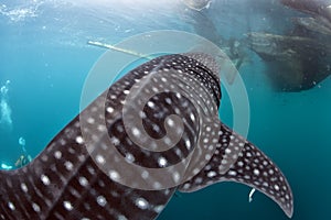 Whale Shark close up underwater portrait