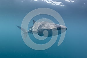 Whale Shark close up underwater portrait