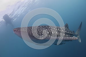 Whale Shark close up underwater portrait