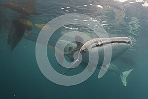 Whale Shark close up underwater portrait