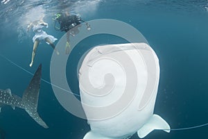 Whale Shark close up underwater portrait