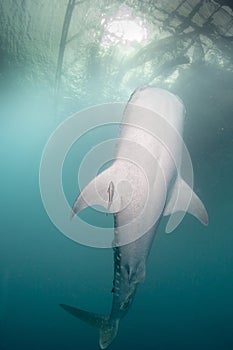 Whale Shark close up underwater portrait