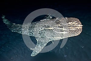 Whale Shark close up underwater portrait