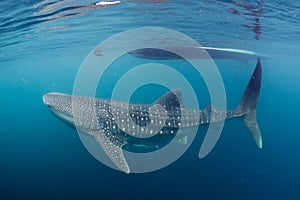 Whale Shark close up underwater portrait