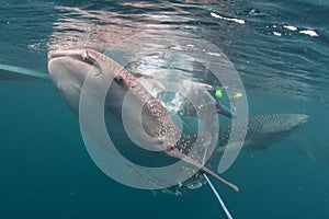 Whale Shark close up underwater portrait