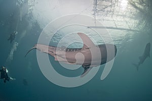 Whale Shark close up underwater portrait approaching scuba divers