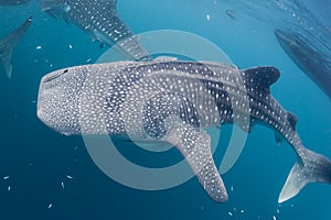 Whale Shark close up underwater portrait