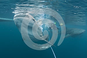 Whale Shark close up underwater portrait