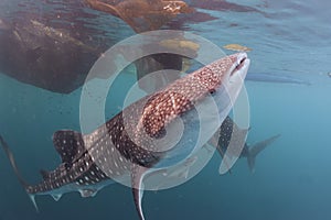 Whale Shark close up underwater portrait