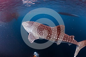 Whale Shark coming to you underwater