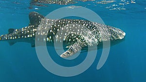 A whale shark cruising the ocean surface