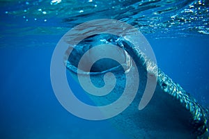 Whale shark in deep blue sea. Whale shark closeup eating plankton by sea water surface.