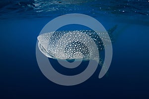 Whale shark in deep ocean. Giant Whale shark swimming underwater