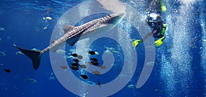 Whale shark and the diver