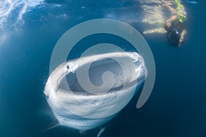 Whale Shark and diver underwater