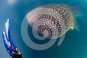 Whale Shark and diver underwater