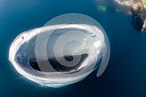 Whale Shark and diver underwater