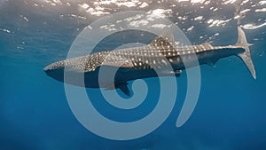 Whale shark diving Pintuyan, Southern Leyte, Philippines