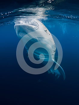 Whale shark eat plankton in blue ocean. Giant Whale shark swimming underwater