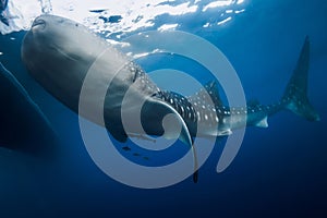 Whale shark eat plankton in blue ocean. Giant Whale shark swimming underwater