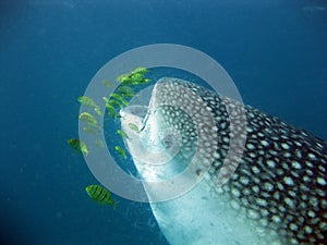 Whale shark eating plankton