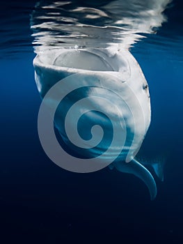 Whale shark eating plankton. Shark swimming underwater in blue ocean