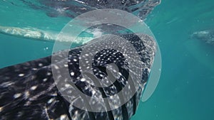 Whale shark eating in sea