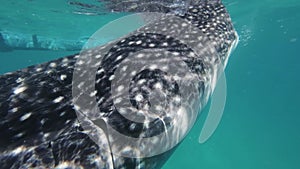 Whale shark eating in sea