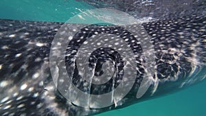 Whale shark eating in sea