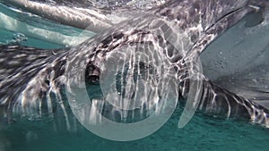 Whale shark eating in sea